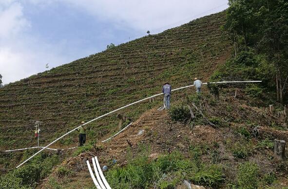 巧用滴灌，農(nóng)專家手把手教你種出好柚子！