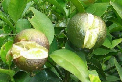 果實(shí)到底為什么會(huì)裂果，原因居然是這些！